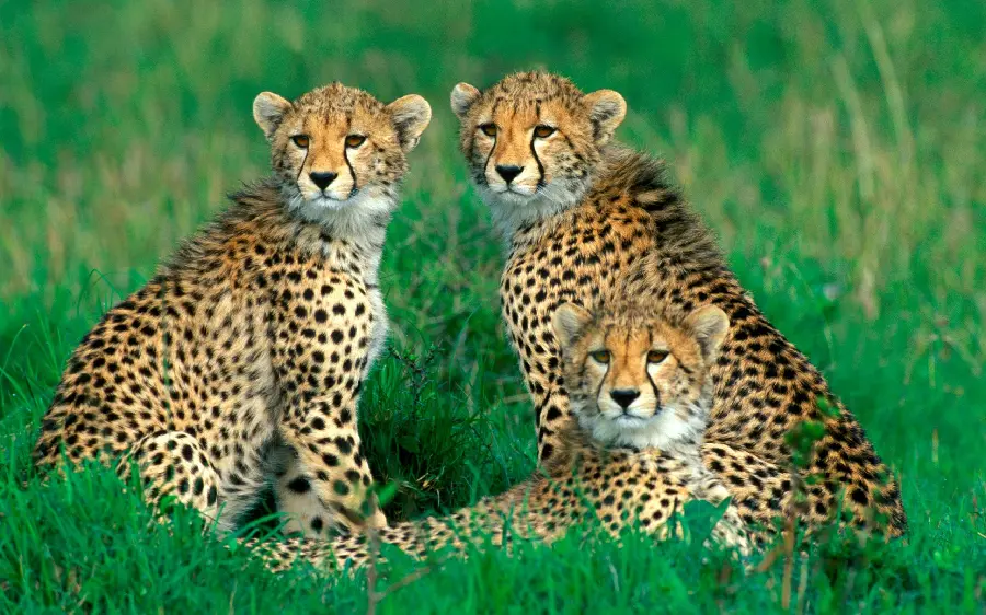 Profile photo of wild leopards in the lush plain