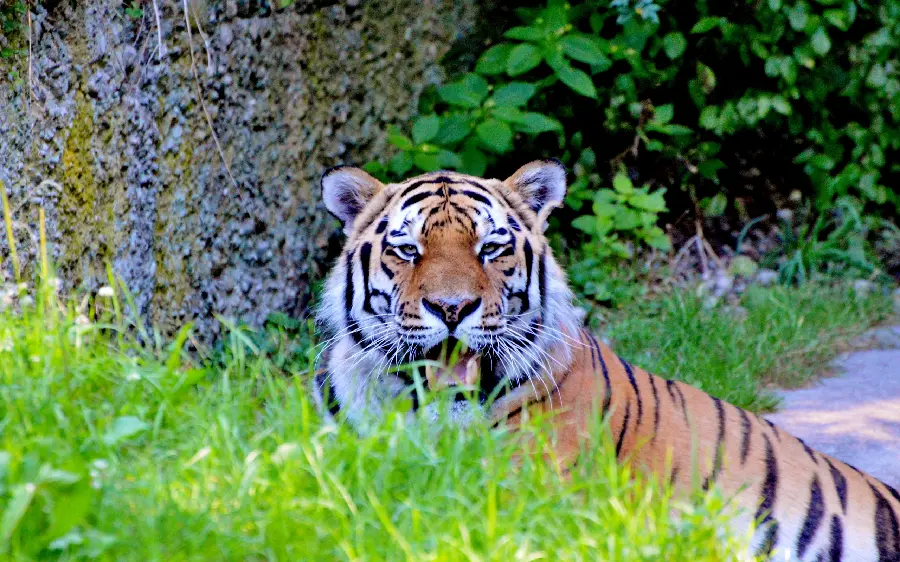 High quality photo of a beautiful tiger sitting on a green field