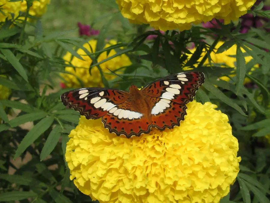 Butterfly wallpaper on yellow flower full HD
