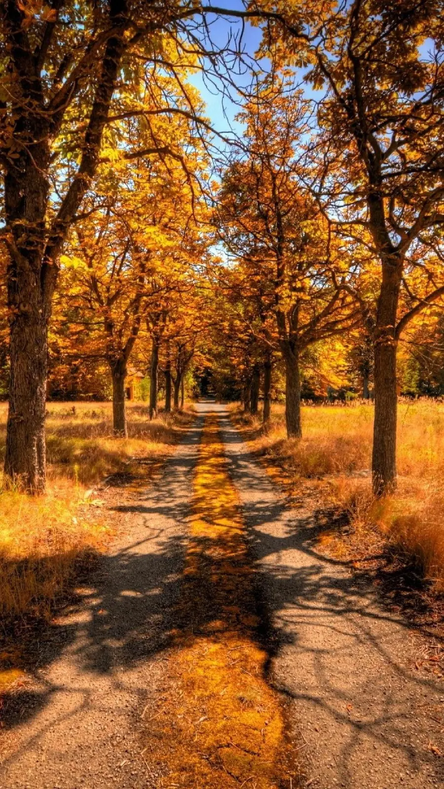 Beautiful autumn background in nature