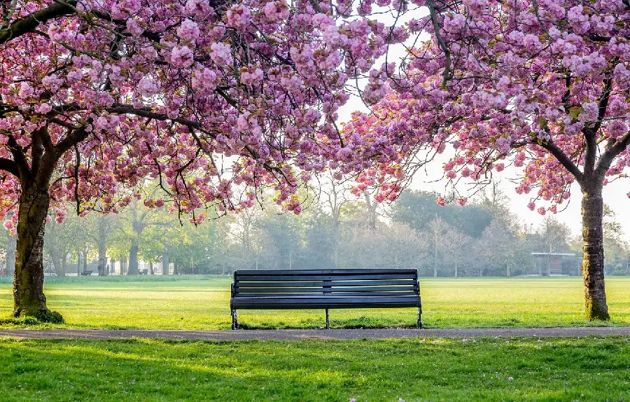 Photo of a park bench under beautiful pink blossoms in spring