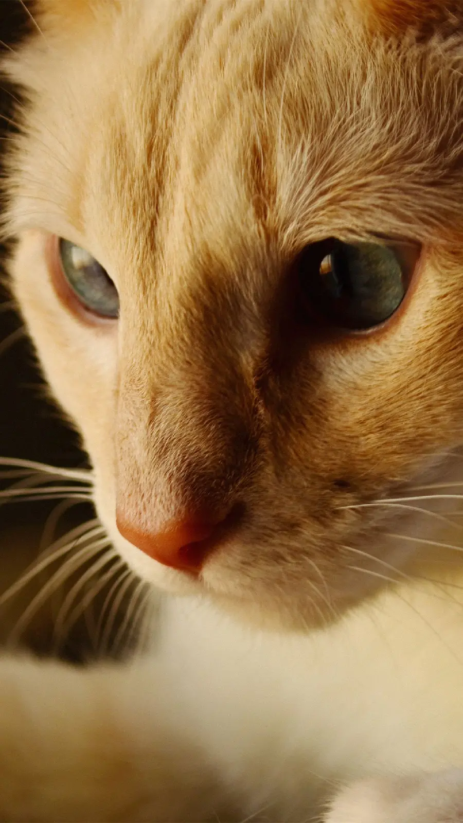 Close up photo of orange cat for posts and stories