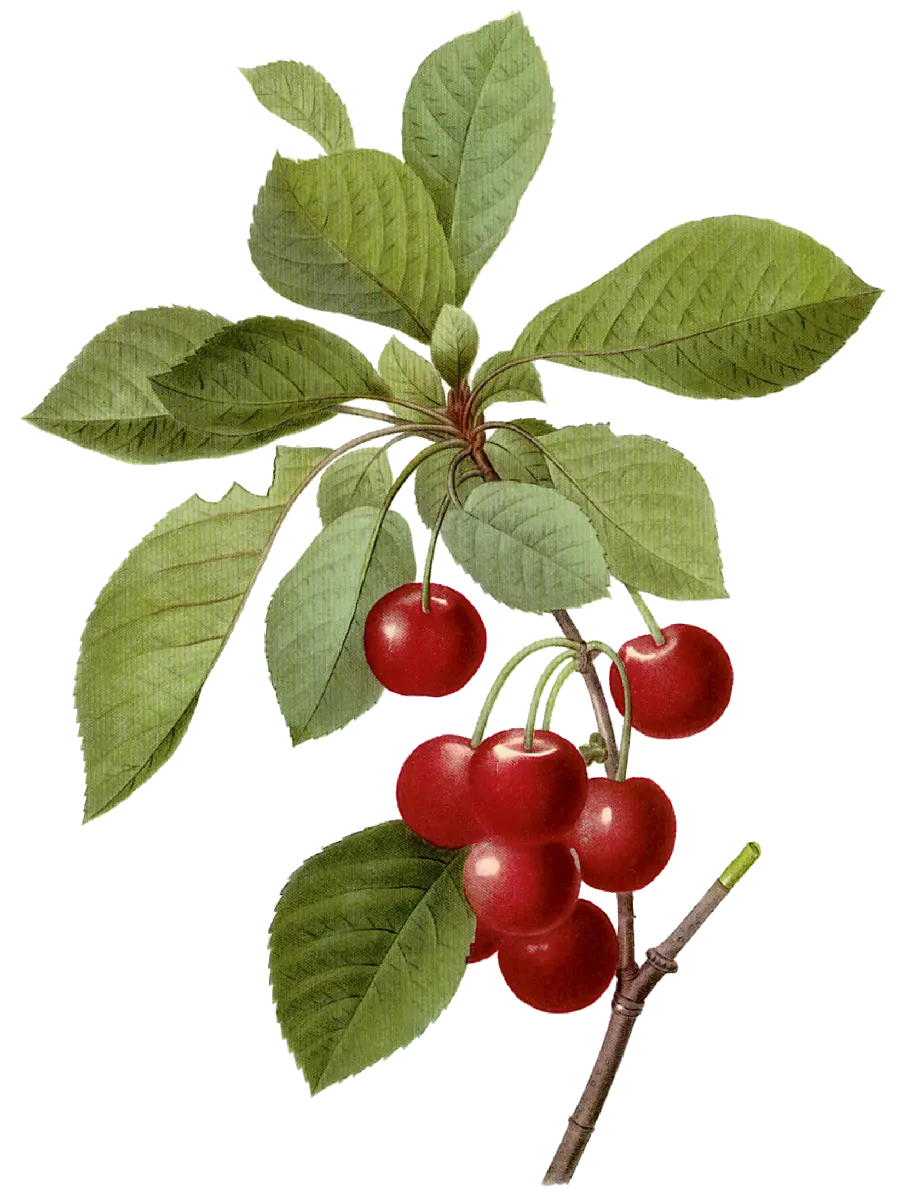 Full HD frame of cherry tree branch with leaves