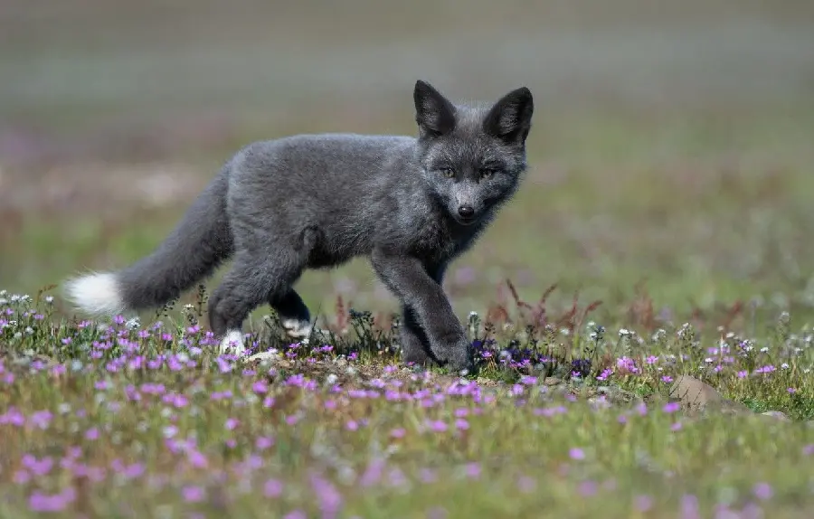 Real image of a black fox cub in beautiful nature