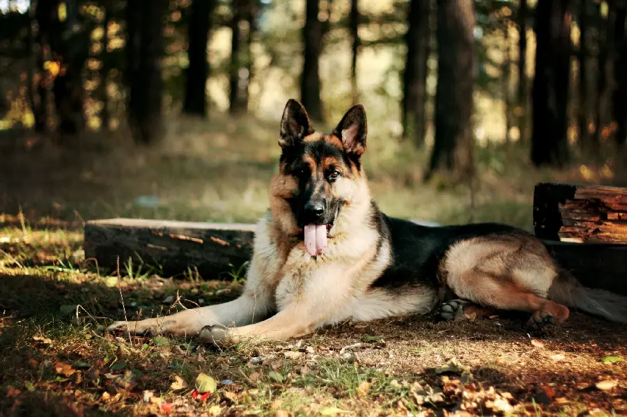 Pure German Shepherd Dog Photo