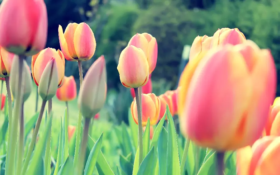Spring flowers photo with special color