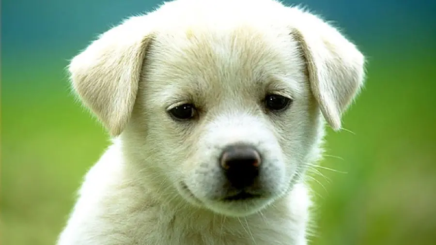 The latest sad white dog profile for WhatsApp