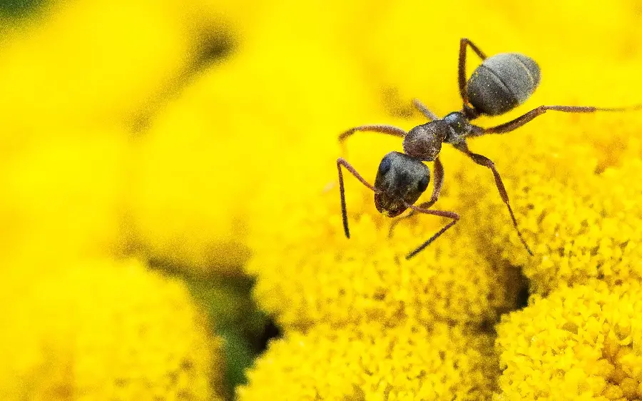 Download high-quality image of ant in jpg format for design and printing