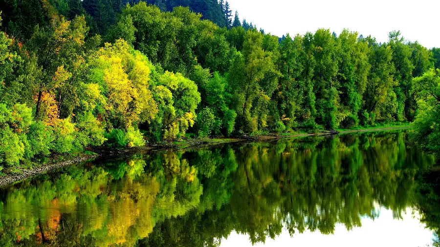 Interesting photo of forest trees reflecting in the clear river