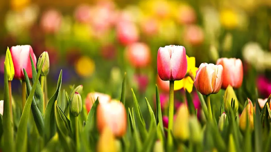 Photo of Spring Flowers Suitable for Profile