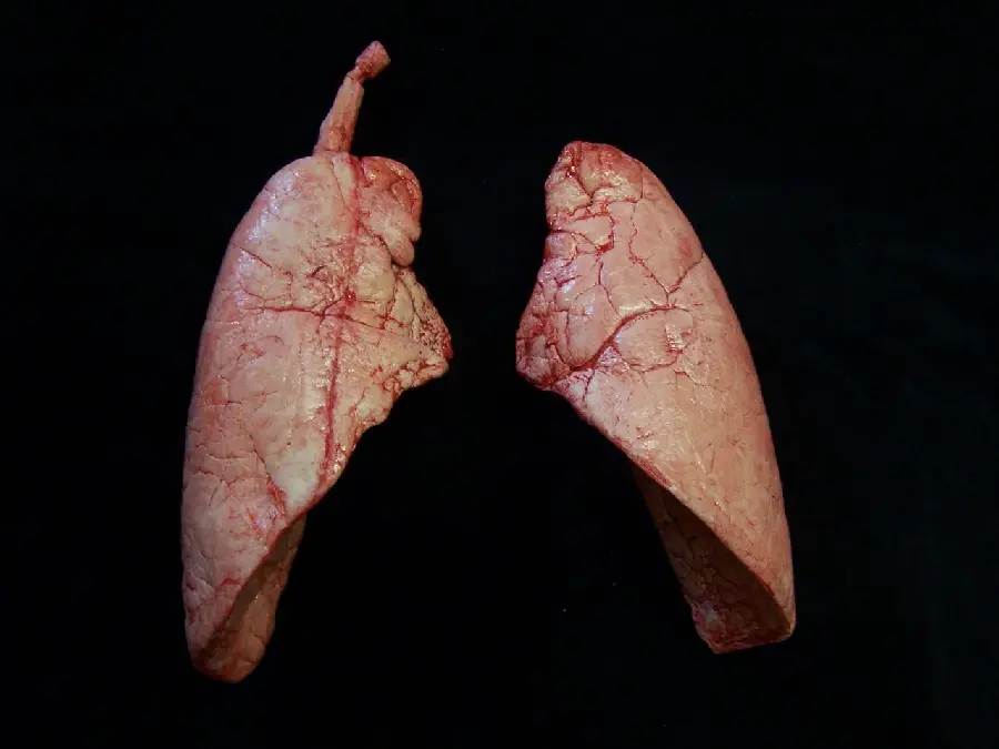 Real Human Lung Photo Close-up