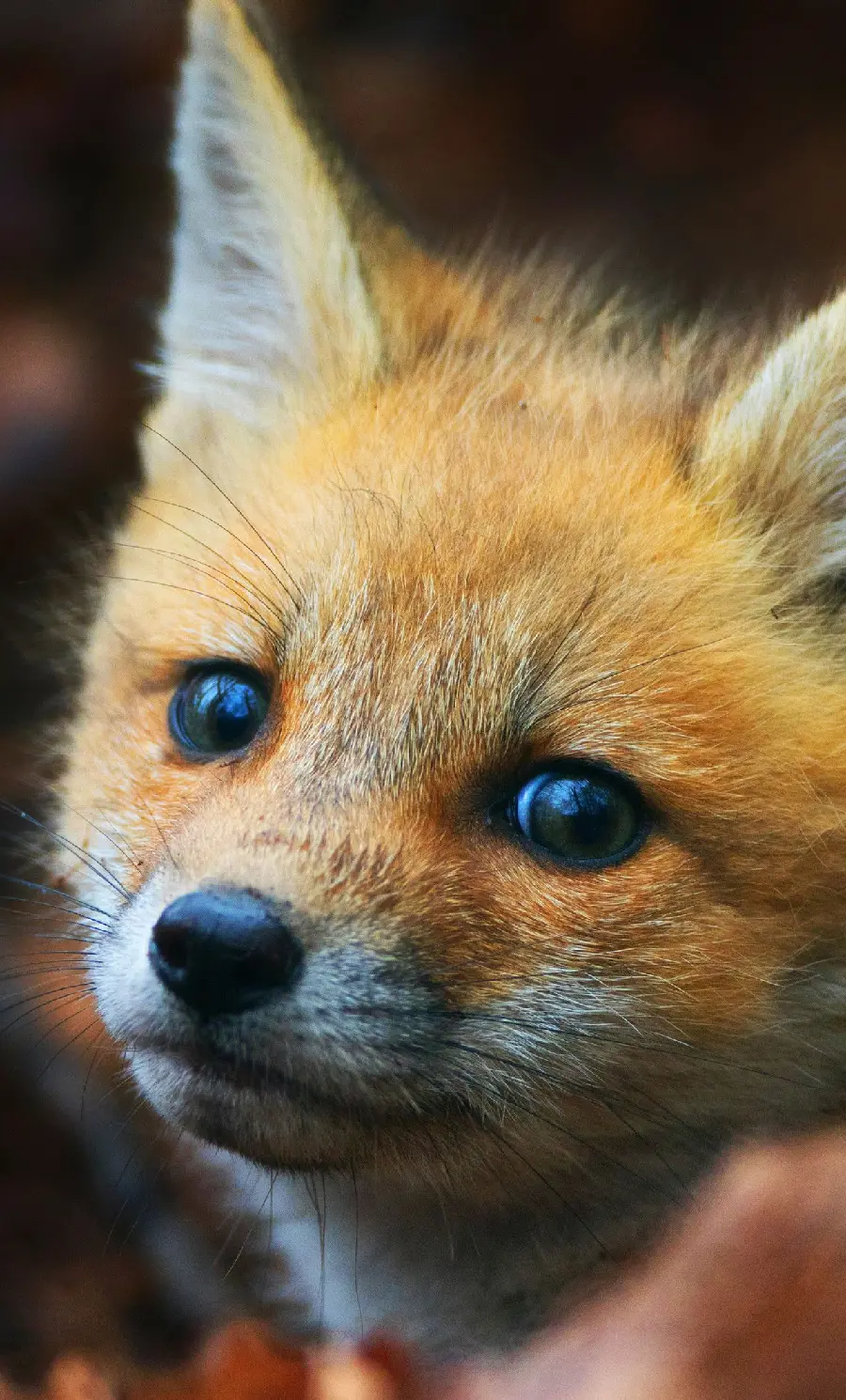 Cute fox cub photo