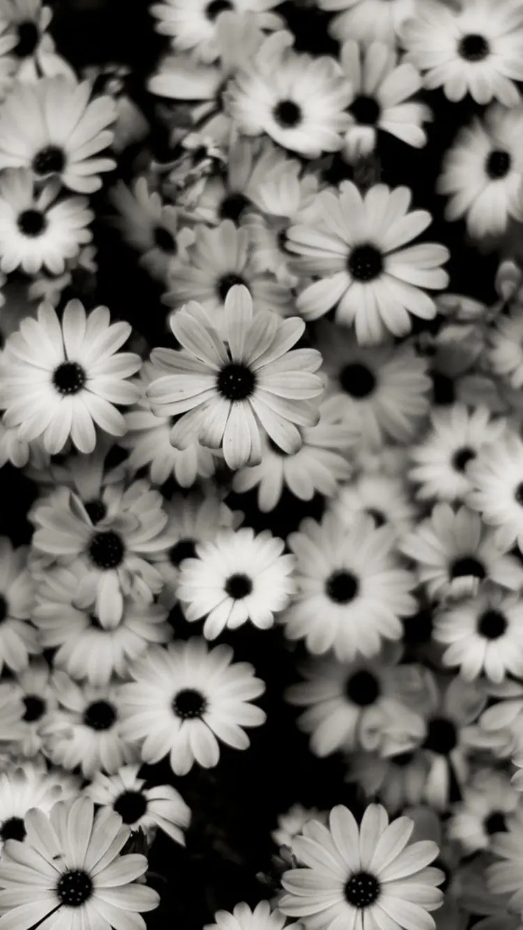The most beautiful black and white floral background with unparalleled quality
