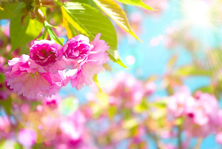 Beautiful Spring Wallpaper FULL HD