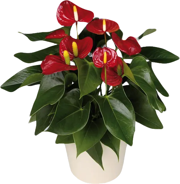Anthurium houseplant PNG without background