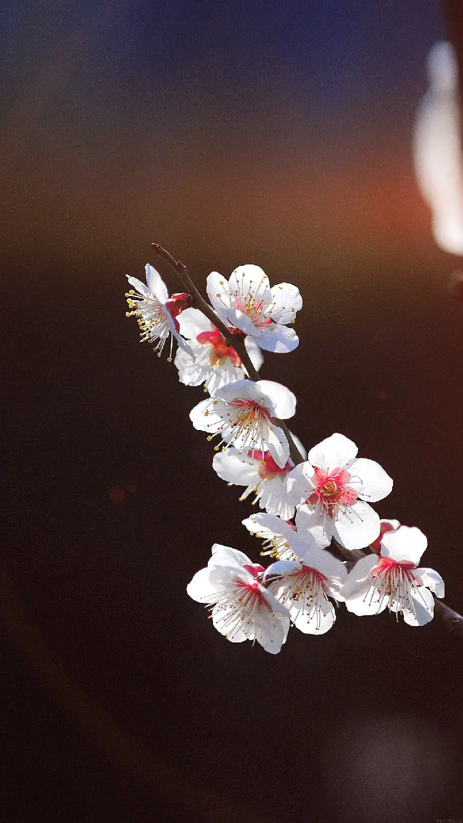 Energetic Spring Blossoms Wallpaper for Xiaomi