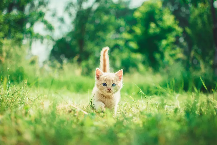 Orange kitten playing in lush nature