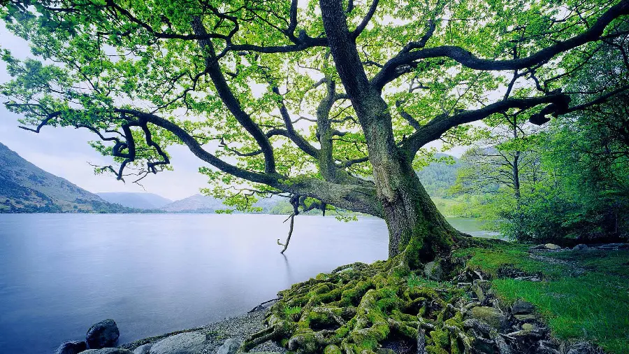 Spectacular stock photo of a tree by a vast and cold lake in HD quality