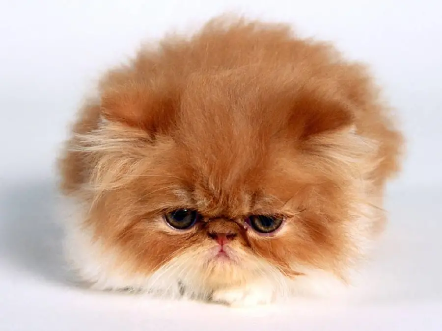Lovely Brown Persian Kitten Wallpaper