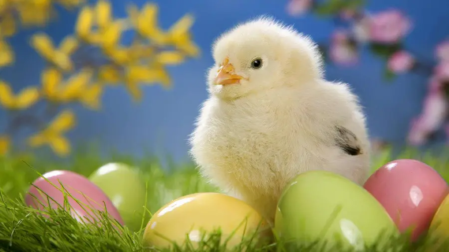 Little yellow chick next to colorful eggs on the grass