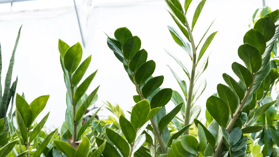 A soothing photo of houseplants