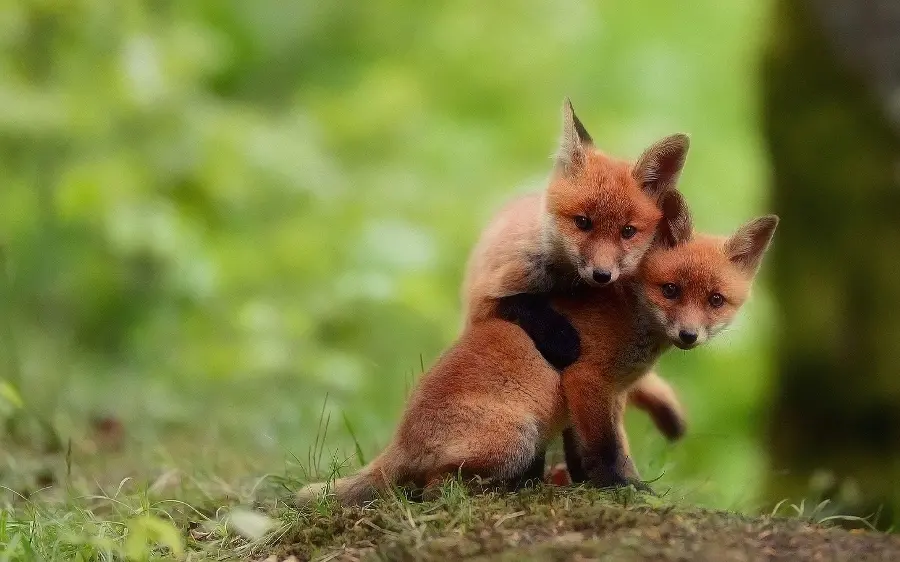 Picture of two cute and colorful fox cubs in the forest 