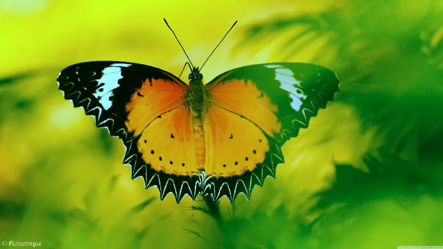Beautiful butterfly photo up close for profile