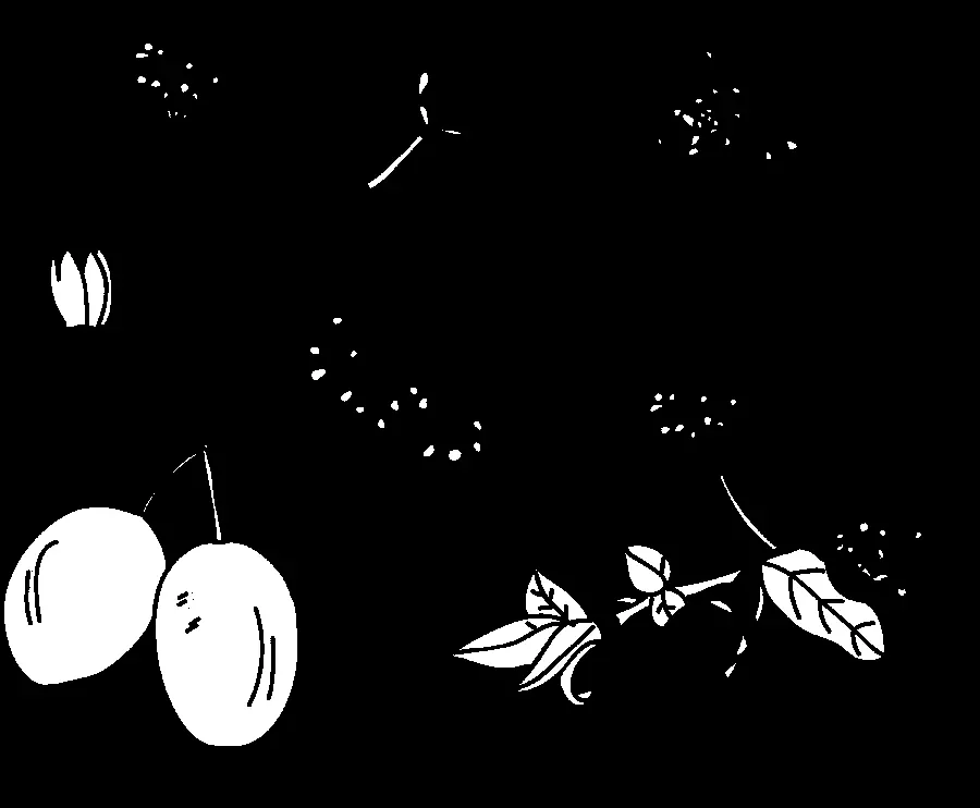 Download 8k Backgroundless Pictures Of Beautiful Plum Blossom