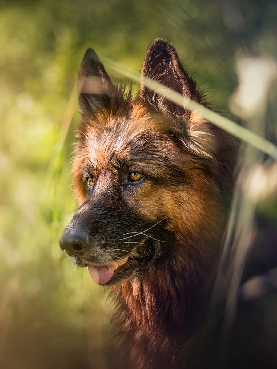 Wild German Shepherd Dog Photo