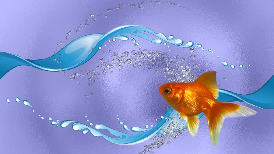 Goldfish photo for Eid night table