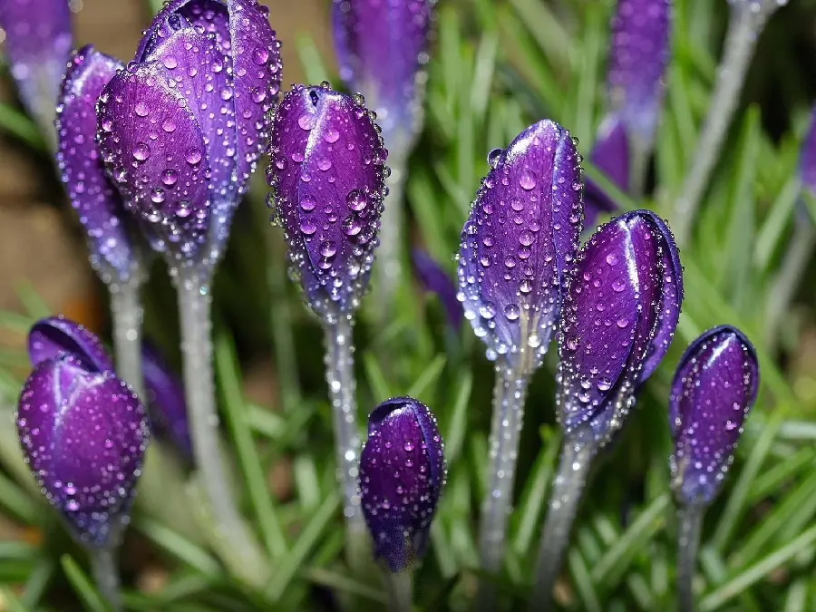 Natural and beautiful flower bud photos with a special color for profiles