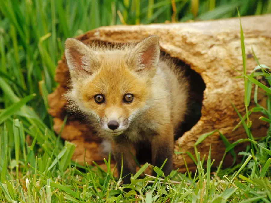 The most beautiful laptop background of a little fox in spring