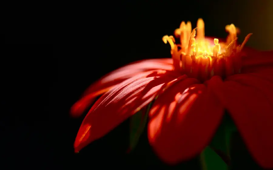 A very beautiful and attractive photo of a beautiful flower for WhatsApp Telegram profile and phone background
