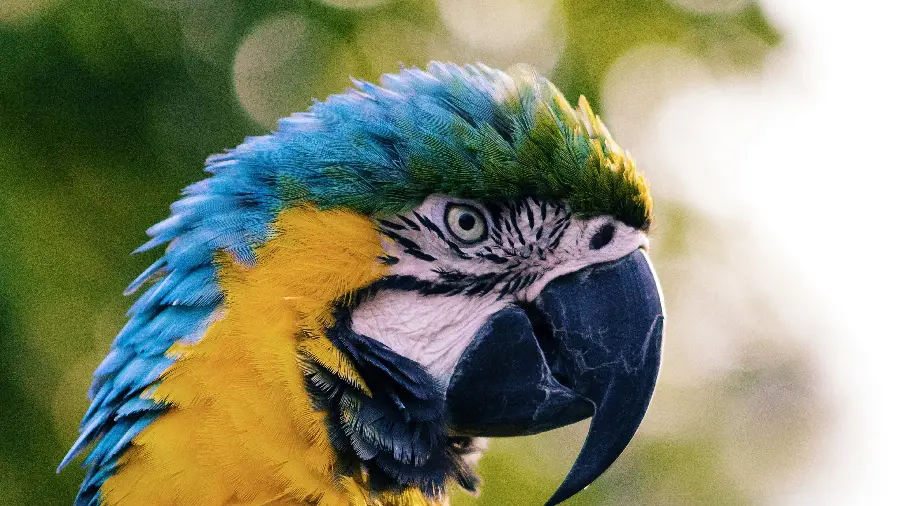 Big parrot wallpaper for computer and Profile