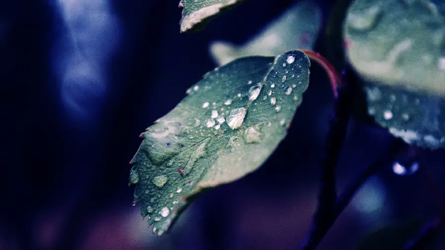 New artistic profile picture of raindrops on a green leaf