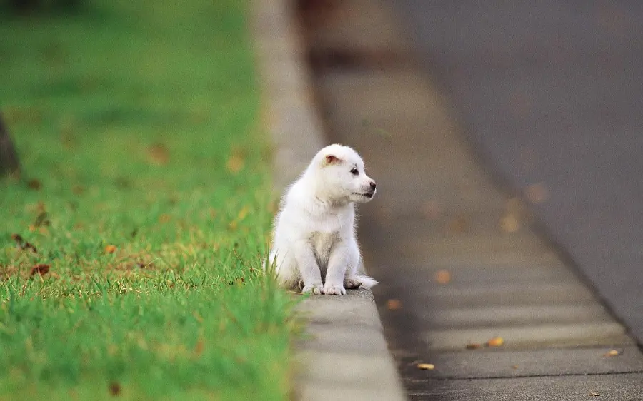 Smart white dog on the side of the street in a special artistic view