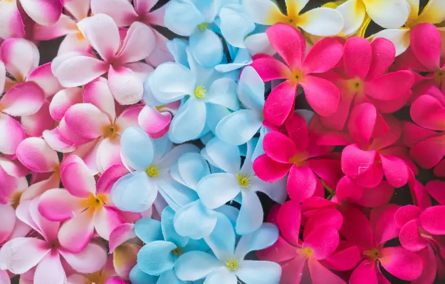 Picture of Various Colors and Breeds of Plumeria Flowers 2023 Blue and Pink