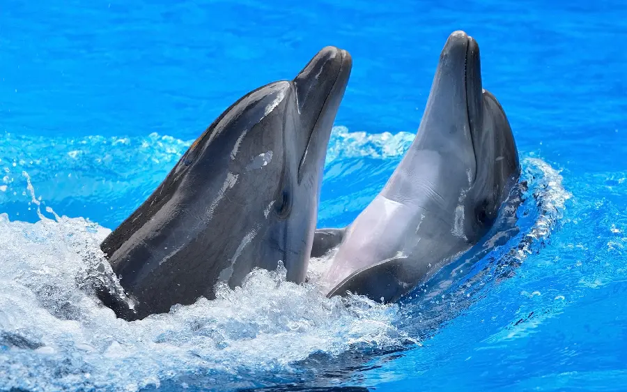 Download Dolphins Wallpaper High Quality