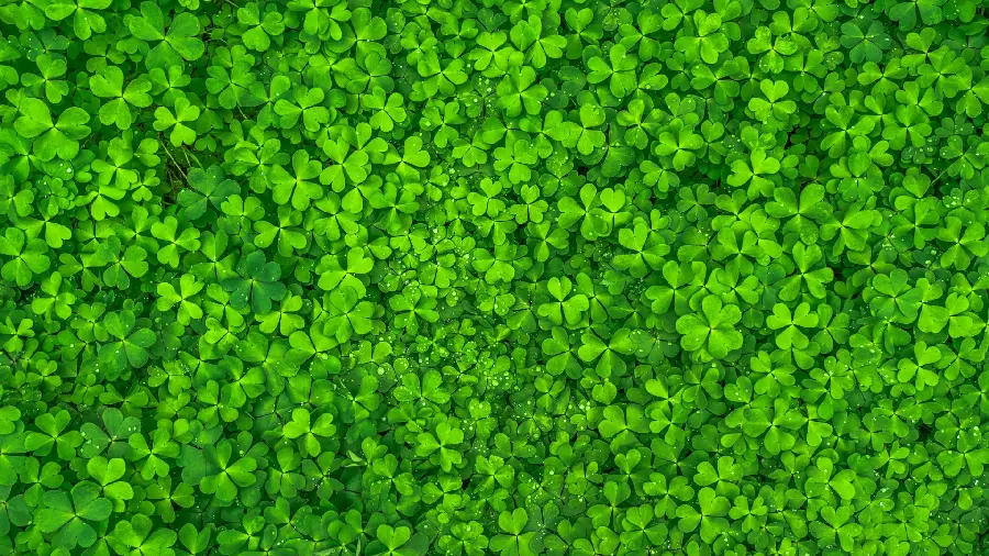 Spectacular Green Glowing Clover Leaf Wallpaper