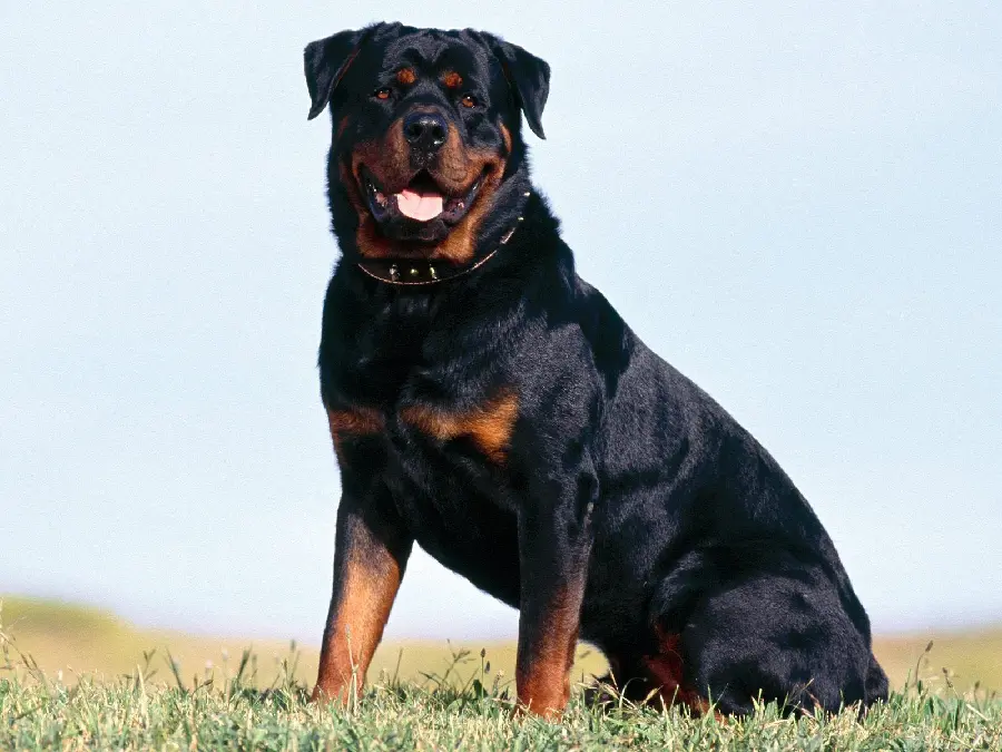 Spectacular image of the strongest dog breed for posts and stories