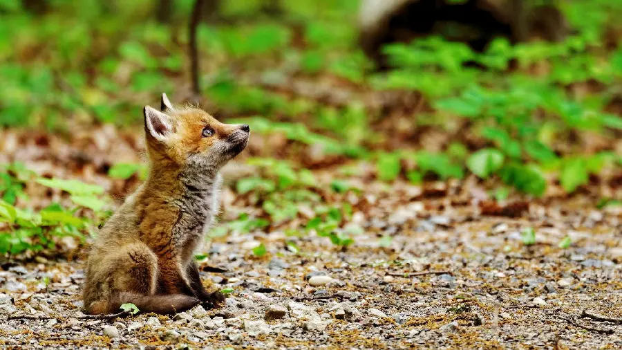 Cute and beautiful fox cub wallpaper for your computer