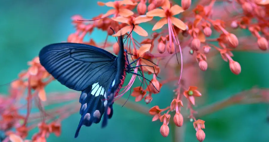 Black butterfly image for Telegram profile