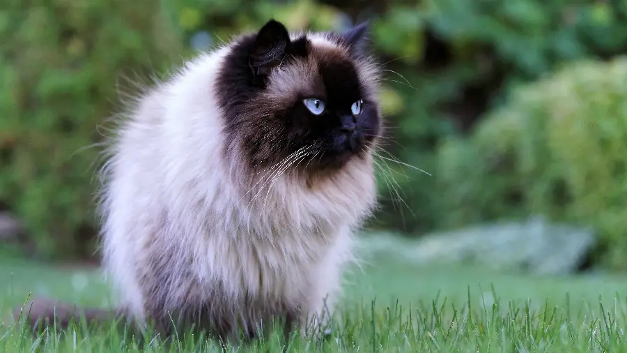 Blue eyed cat photo for profile