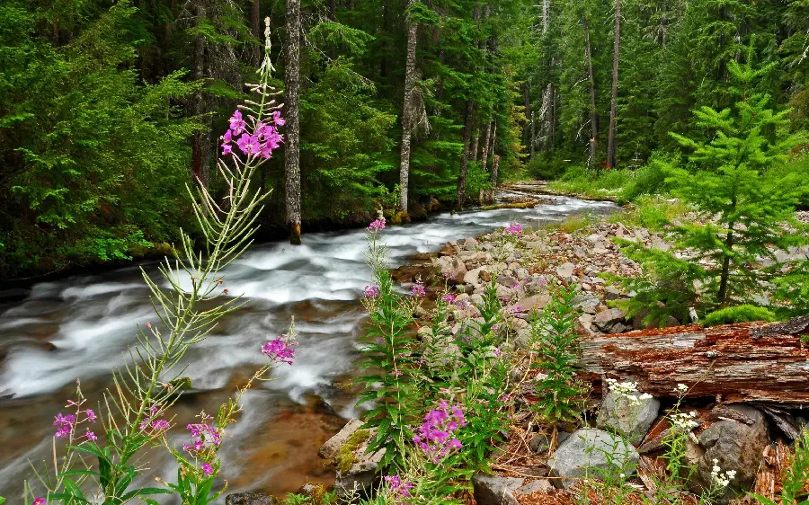 Free download of Windows 11 background of nature by the river