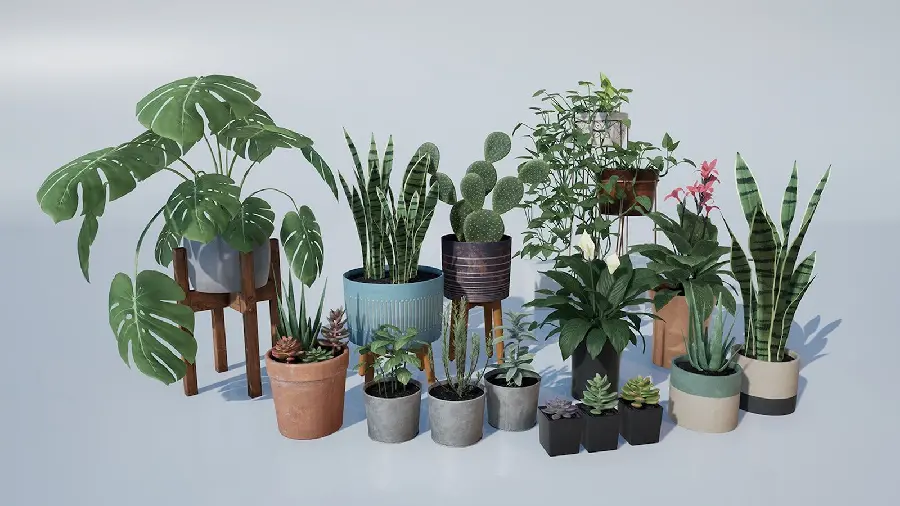 Photos of types of houseplants