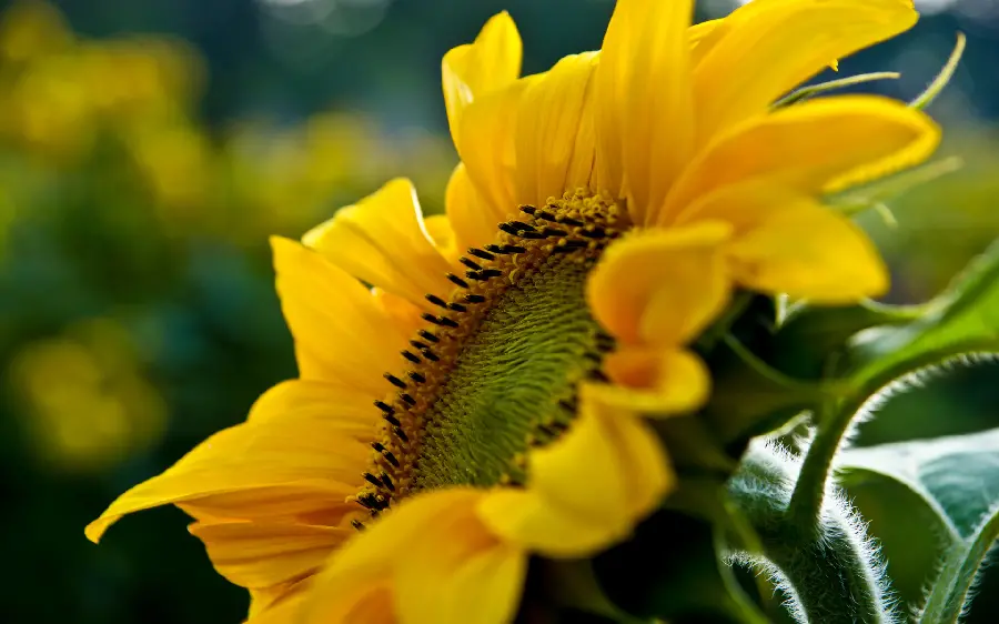 Download high quality sunflower image for printing and design