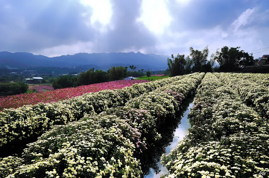 Best flower garden photo for printing decorative panels with hd quality