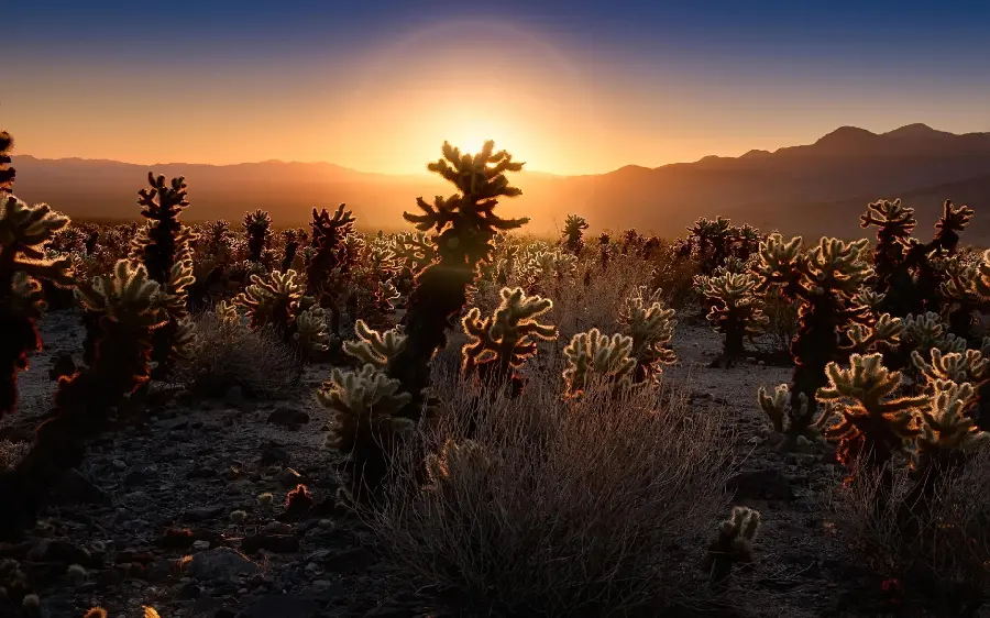 Flower bush along the sunlight in a spectacular 8K frame
