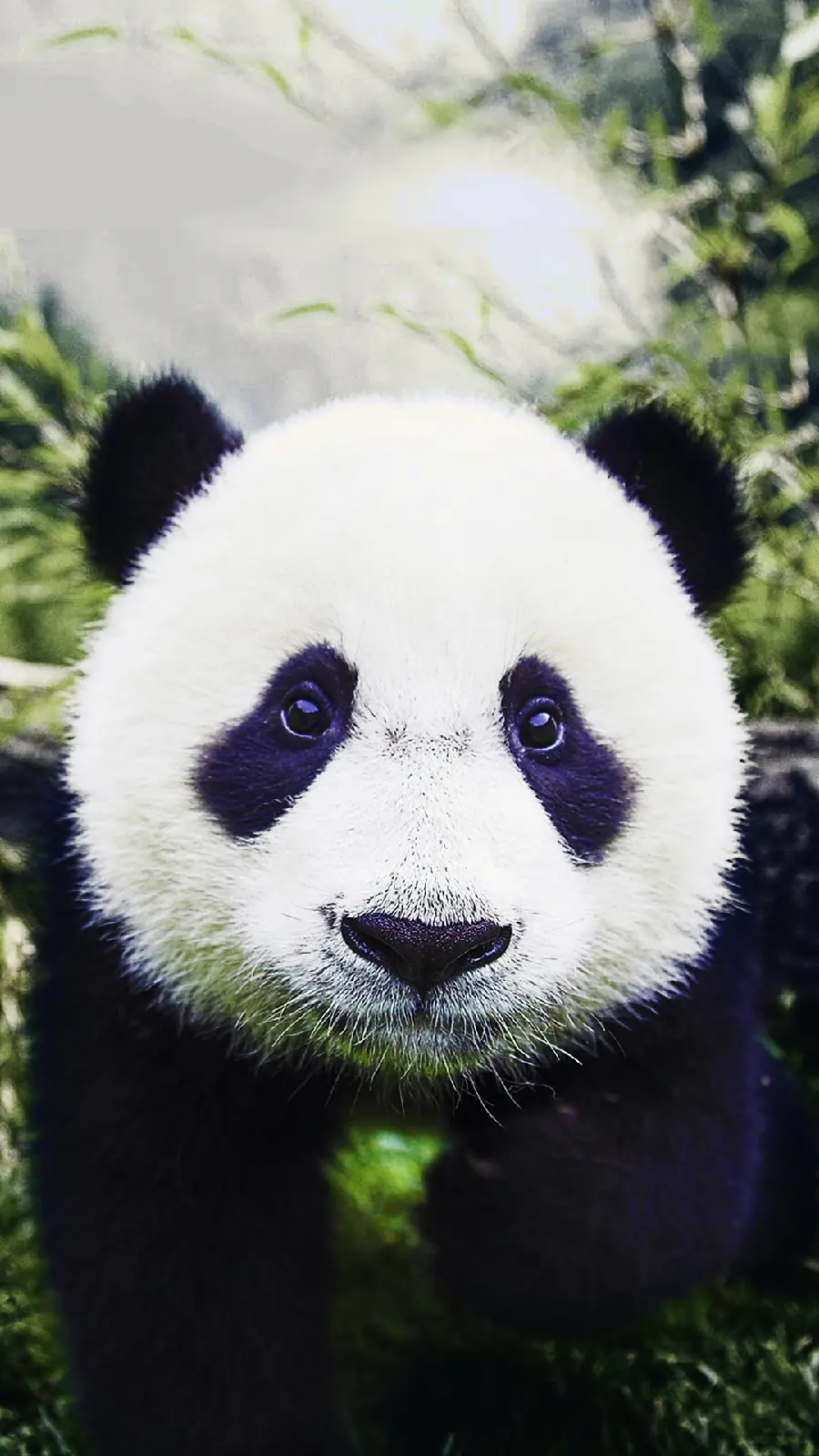 Beautiful and Cute Panda Wallpaper for Huawei in 4K Quality