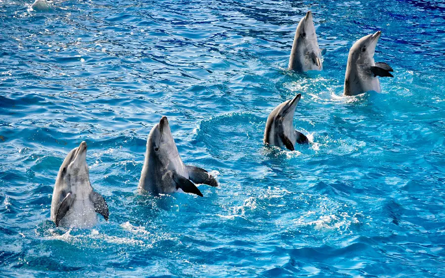 High quality background of cute and beautiful dolphins out of the water